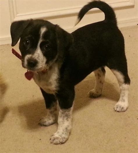 But which of these popular cross breeds will be perfect for your family? My lab/beagle mix. Her name is River :)