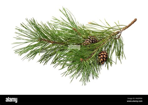 Green Pine Plant Hi Res Stock Photography And Images Alamy