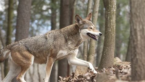 Wildlife Officials Seek Assistance In Red Wolf Death