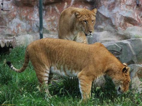 Pin By Ann Dugas On Ligers And Tigons Pinterest