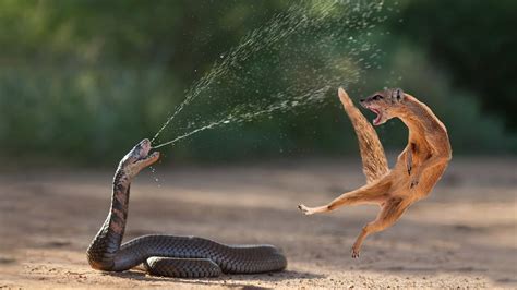 Amazing Snake Python King Cobra Big Battle In The Desert Mongoose
