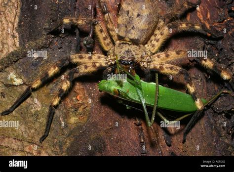 Huntsman Spider Sparassidae Sp Hi Res Stock Photography And Images Alamy