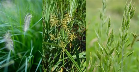 Types Of Grass Names