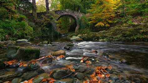 Desktop Wallpapers Ireland Bridge Autumn Nature Forest 2560x1440