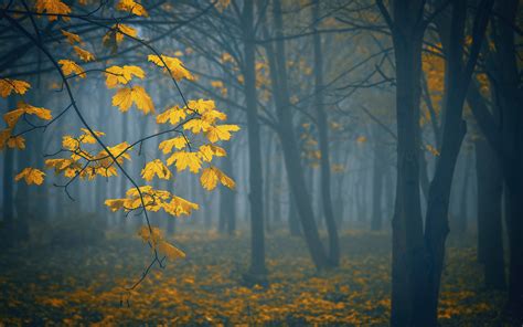 Download Wallpaper 3840x2400 Leaves Autumn Fog Trees 4k