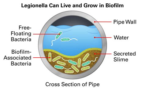 Legionella Management During Construction And Renovation Direct Supply