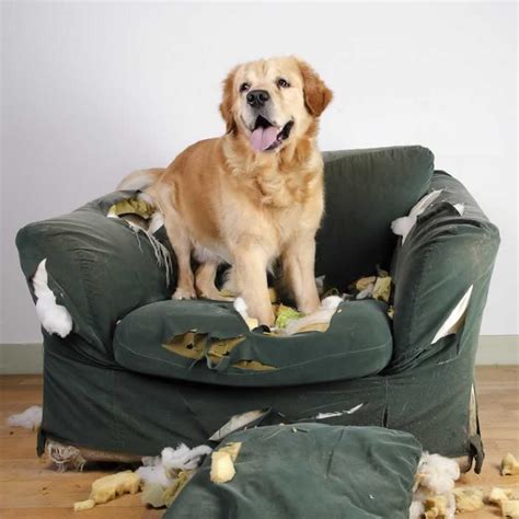 How To Stop Your Dog From Chewing On Furniture Handyman Tips