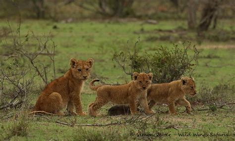 Lion Cubs Kruger Africa Geographic