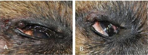 Meibomian Gland Tumor Dog