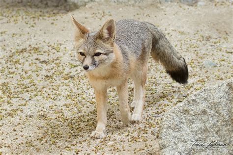 Kit Fox Kit Fox The Living Desert 3 20 2017 Toddlahman Flickr