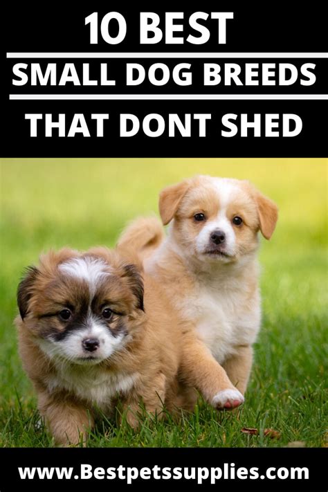 10 Best Small Dog Breeds That Dont Shed Best Pets Supplies Dog