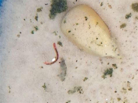 Maybe you would like to learn more about one of these? What are these little red worms in my koi pond filter ...