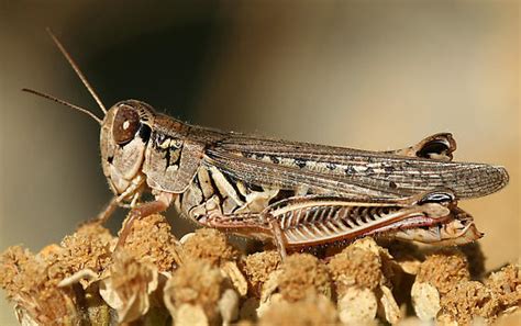 Melanoplus Sanguinipes Migratory Grasshopper