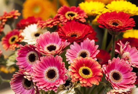 Condividi questa bellissima immagine sui fiori con dedica. Gerbere fiori | Come coltivarle | Gerbera in vaso | Per ...