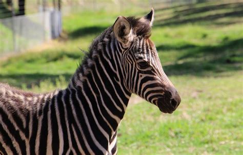 Taronga Western Plains Zoo Welcomes New Zebra Foal The