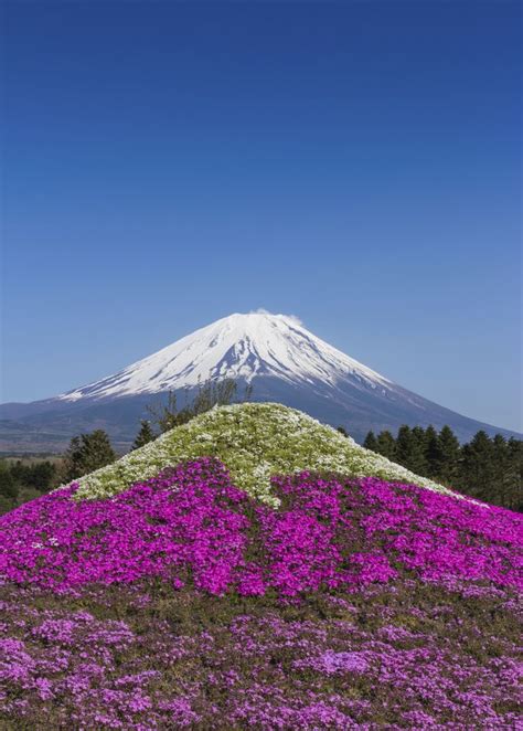 Mt Fuji And Pink Moss Mountain Beautiful Nature Scenery Nature