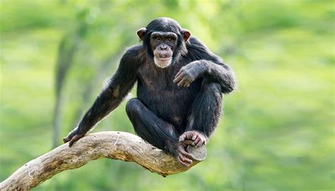 The Myth Of Ape To Human Evolution