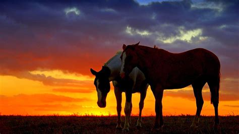 Horses In The Sunset