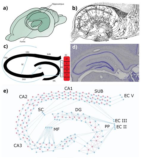 Hippocampus In Human Brain Mouse Hippocampal Slice Schematic