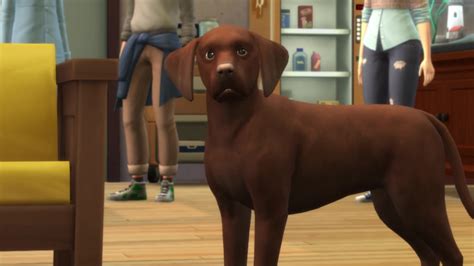 The Sims 4 Cats And Dogs 130 Vet Clinic Trailer Screens Simsvip