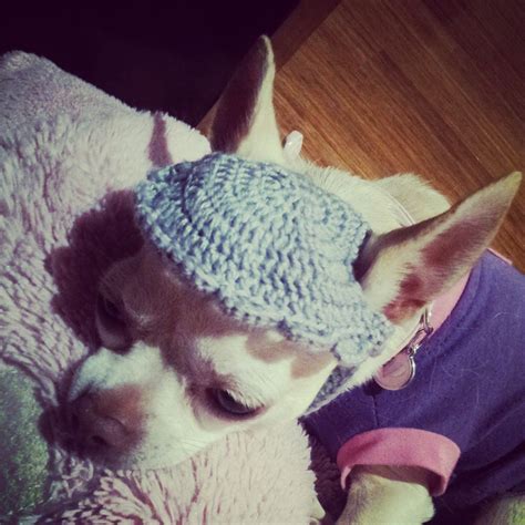 Crochet Chihuahua Hat Tutorial Crochet Crochet Dog Pet Clothes