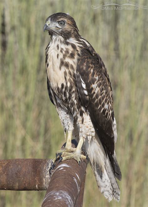 Photographing A Juvenile Red Tailed Hawk Remembering To Breathe And