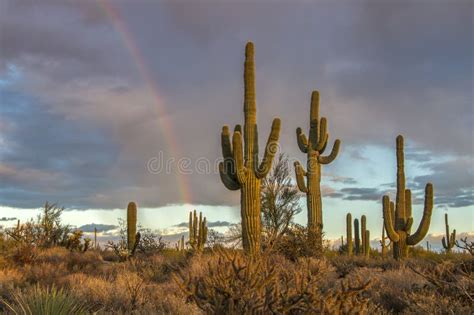 Saguaro Cacti And Rainbow In Arizona Deseret Stock Image Image Of