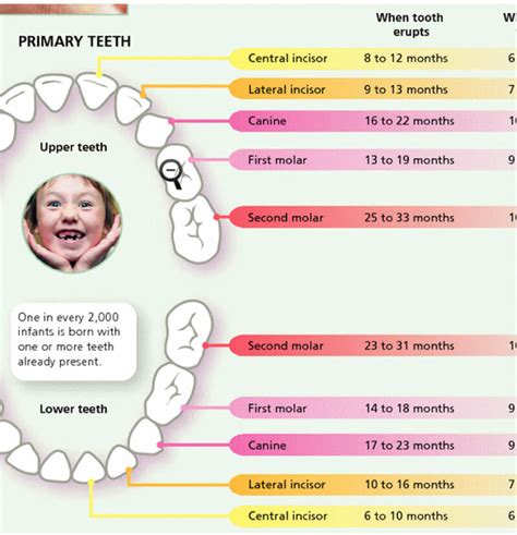 Primary And Permanent Teeth Eruption Chart Infographic Teeth Eruption