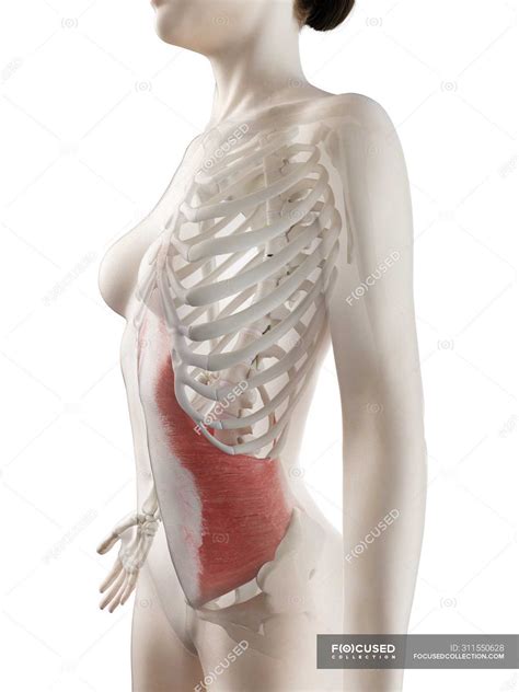 The wikimedia human body diagrams is a collection of images whose main purpose is to provide a way of explaining medical conditions and other phenomena. Diagram Of Muscles In Female Body : Female Body Shape Human Body Diagram Drawing Woman Family ...