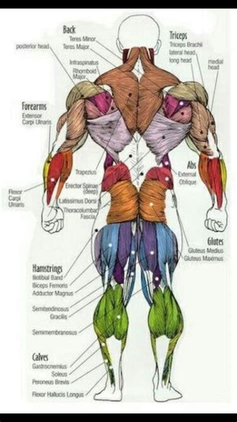 Pin By Brandie Conrick On Imagiologia Muscle Anatomy Body Anatomy