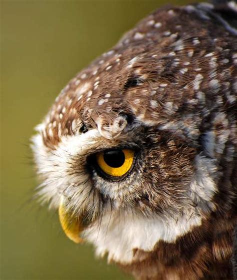 Spotted Owlet Photos Birds Of India Bird World