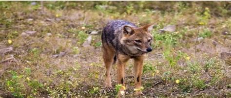 Interactions Between People And Wild Canids In Central India