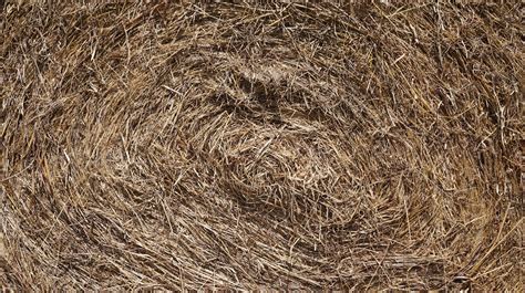 Free Images Nature Branch Plant Hay Countryside Barn Harvest