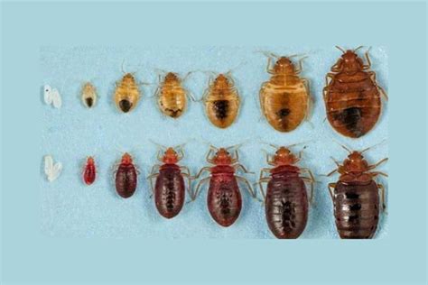 Revealing The Life Cycle Of A Bedbug From Egg To Adult