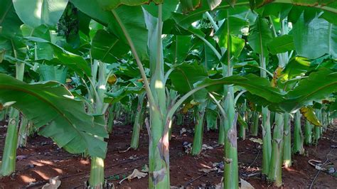 Banana Field Overview Banana Growing Process Agriculture India