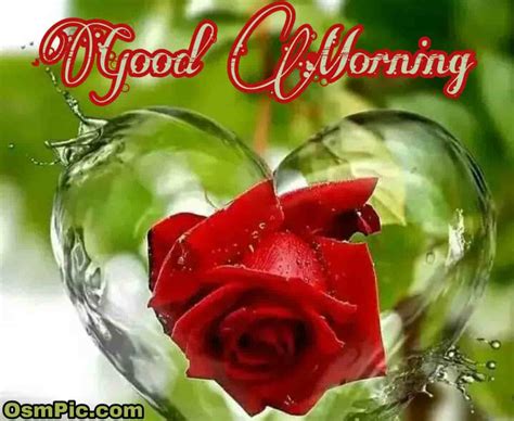 Good Morning Rose Flowers Images Pictures With Romantic Red Roses
