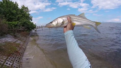 Snook Fishing In Fort Pierce Youtube