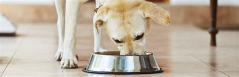 Can Dogs Eat Black Beans Nutrition Guide My Pet Needs