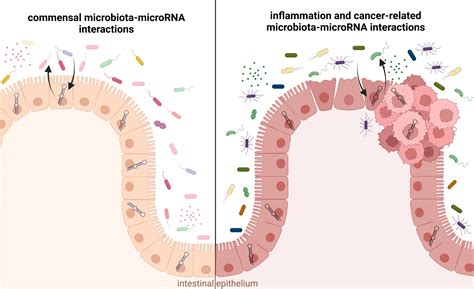 Microorganisms Free Full Text Gut Microbiotamicrorna Interactions