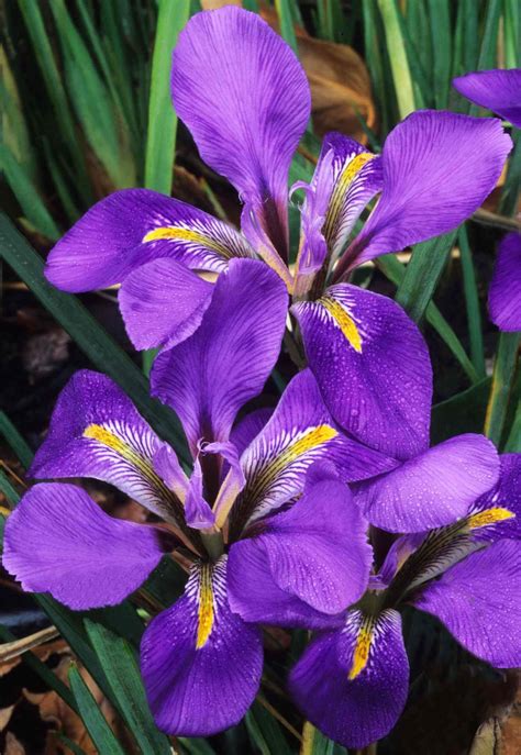 Plant Of The Week Algerian Iris With Images Iris Flowers Plants Iris