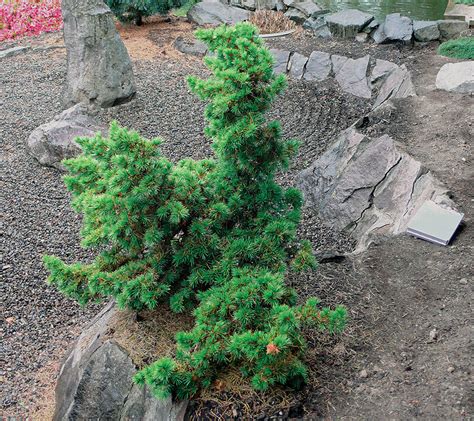 Flowering Evergreen Trees Zone 7 Dwarf Trees For Zone 7 Plantingtree