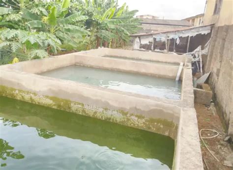 6 Types Of Ponds For Fish Farming