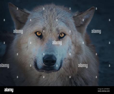 Atmospheric Arctic Wolf Stock Photo Alamy