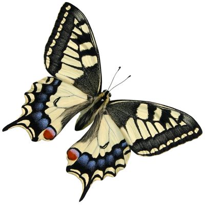 Beautiful butterfly by vanessyca71 on DeviantArt | Beautiful butterflies art, Beautiful ...