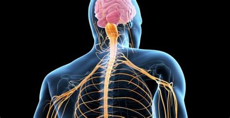The entire nerve apparatus of the body. Organization of the nervous system - Online Science Notes