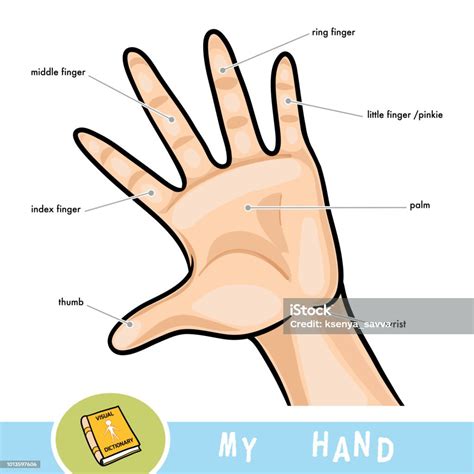 Finger Anatomy Names Anatomical Charts And Posters