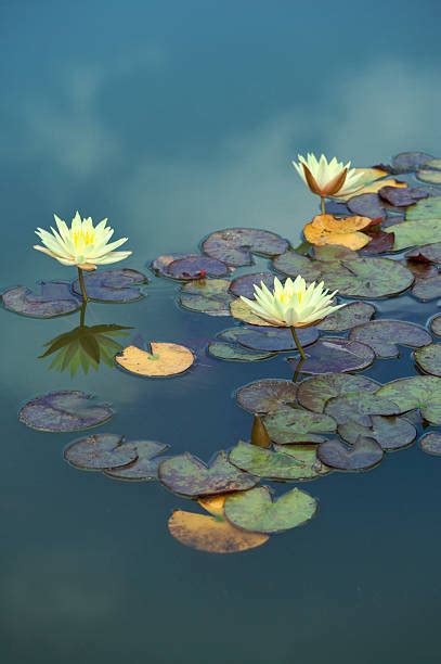 Water Lily Stock Photos Pictures And Royalty Free Images Istock