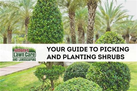 All About Shrubs Your Guide To Picking And Planting Shrubs Anthonys Hot Sex Picture