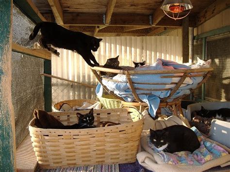 Raps Cat Sanctuary Love Meow