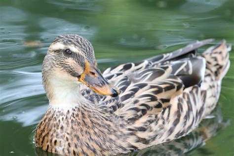 Free Stock Photo Of Female Duck Nature